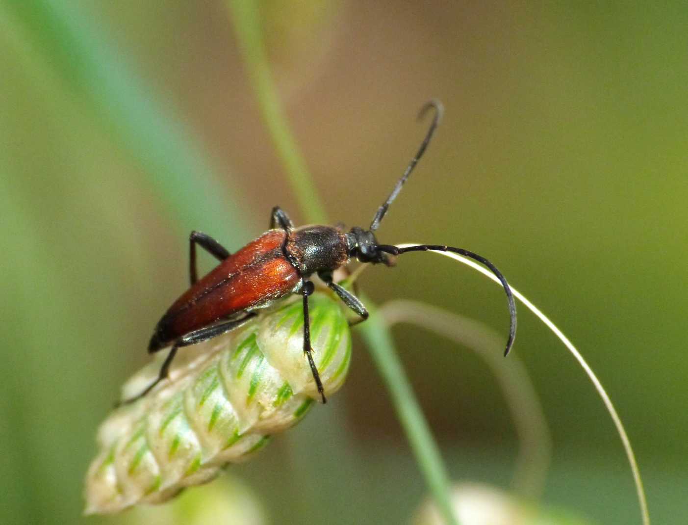 Stenurella melanura?